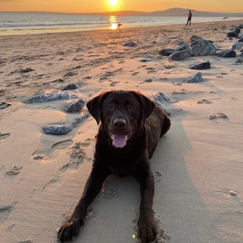 how-much-does-it-cost-to-get-a-health-certificate-for-a-dog